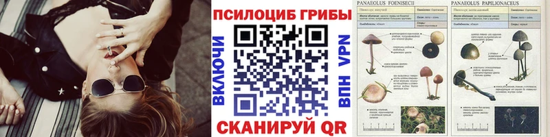 цена   Слободской  Псилоцибиновые грибы GOLDEN TEACHER 